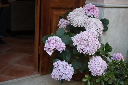 Hotel Edelweiss - image 7