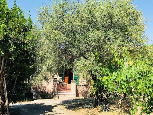 A nest among olive trees