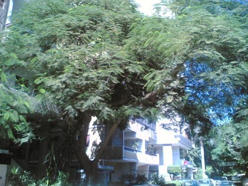 Al-Mohandssen Cosy perfect flat