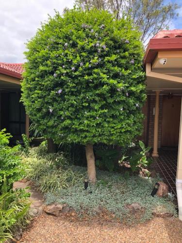 Muswellbrook Motor Inn - 정원