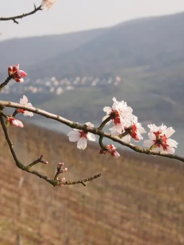 Gastehaus Weingut Rossler in Lorch am Rhein, Deutschland