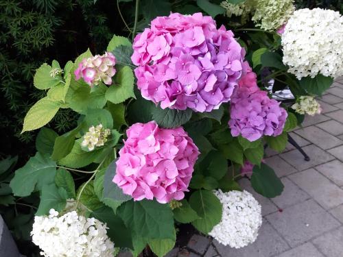 安娜泽西纳公寓