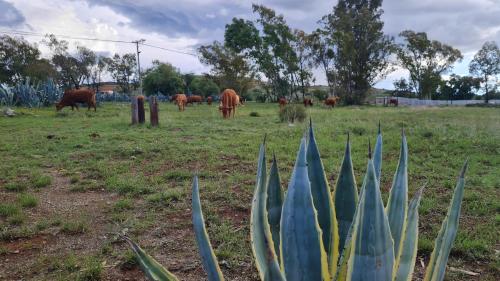 Iekārtas, Little Farms in Colesberg
