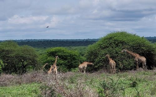 Motlala Game Lodge