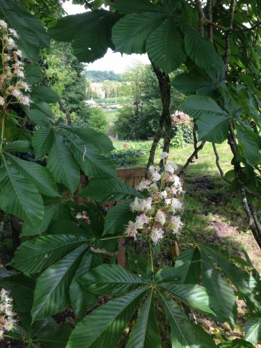 Le clos des Noaillettes