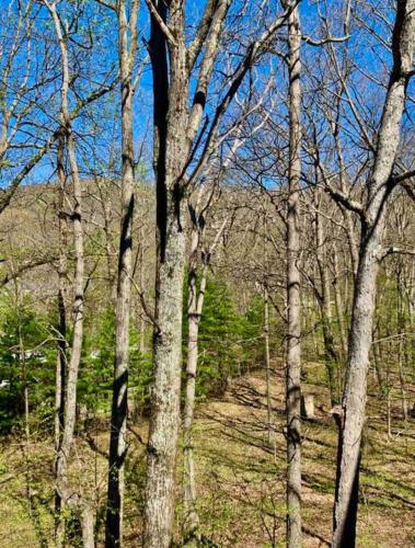 Beautiful Wintergreen Resort townhome! Groups and pets welcome!