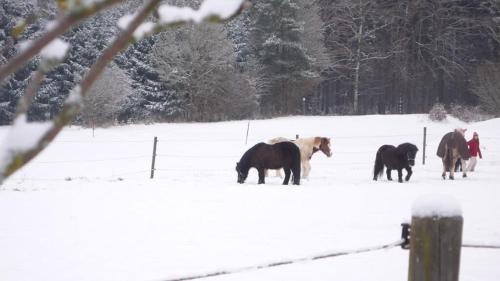 Ferienhof Schlag - image 3