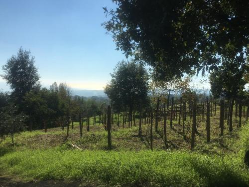 Alberto Mt Etna B&B & Holiday rentals – Zafferana, CA