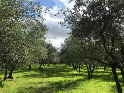 Спорт та розваги, Agriturismo Podere I' Caldino in Ріньяно Сульарно