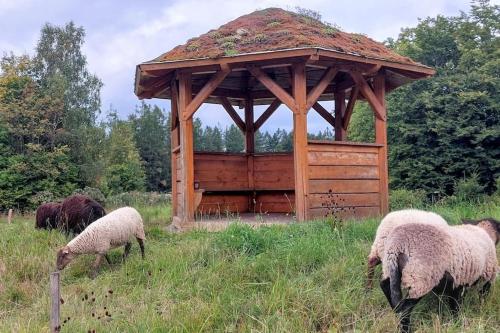 CHALET BORŮVKA - biofarma na samotě v lesích