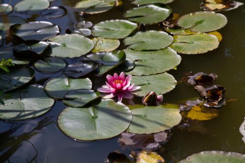 la Varangue