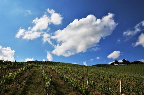 Weingut - Ferienhaus Sonja Rohrbacher - image 8