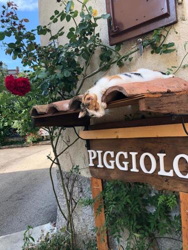 PIGGIOLO