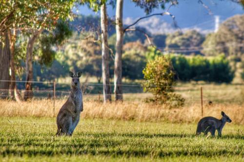 Marigold Cottage, A Blue Mountains Oasis- Spacious, Views & Kangaroos