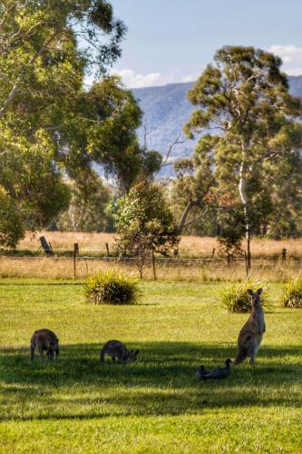 Marigold Cottage, A Blue Mountains Oasis- Spacious, Views & Kangaroos