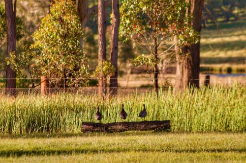 Marigold Cottage, A Blue Mountains Oasis- Spacious, Views & Kangaroos