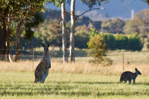 Marigold Cottage, A Blue Mountains Oasis- Spacious, Views & Kangaroos