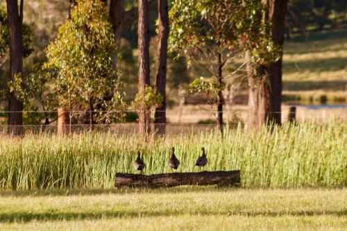 Marigold Cottage, A Blue Mountains Oasis- Spacious, Views & Kangaroos