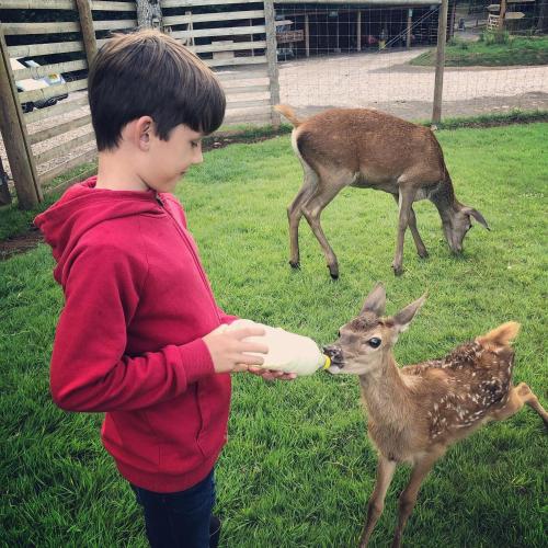 Luxury Safari Lodge surrounded by deer!! 'Fallow'