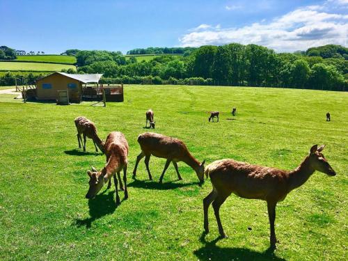 Luxury Safari Lodge surrounded by deer!! 'Fallow'