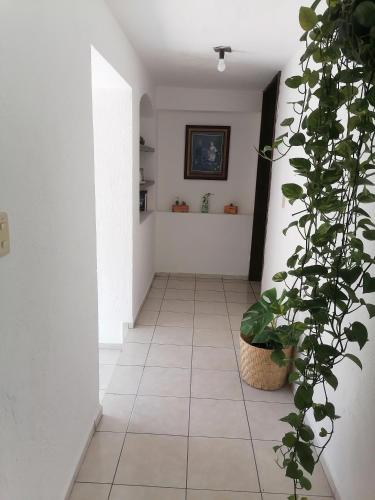 Estudio en el corazon de Colima