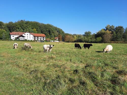 Landgasthof Rotlipp Gästezimmer