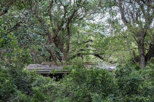 Lebombo Wattle Cottage - Forest 1