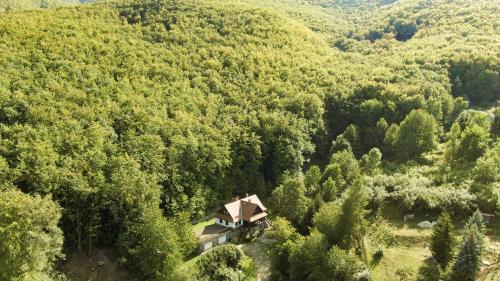 Villa Szalamandra - az Erdőszéle