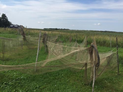 Omgeving, Namas Almadojus in Priekule