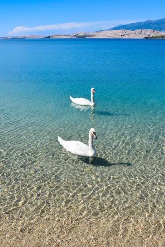4REST VILA, Pag (foto 6)