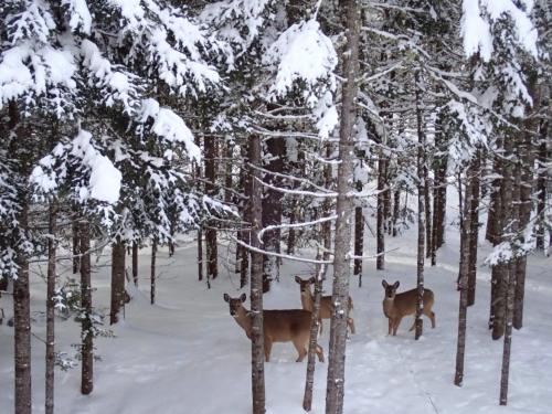 TREMBLANT Accès LAC et rivière SPA BILLARD FOYER Jaccuzi fireplace pool table lake and river access