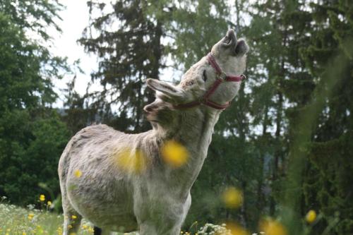 Pension 'Am Vogelherd'