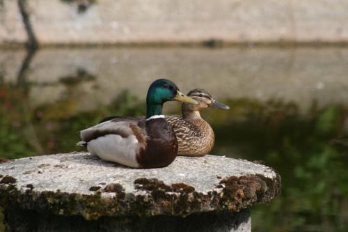 Pension 'Am Vogelherd'