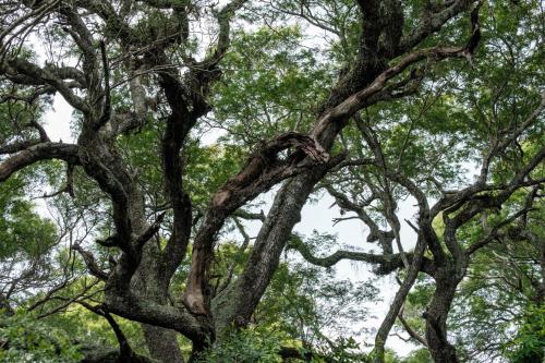 Lebombo Wattle Cottage - Forest 1