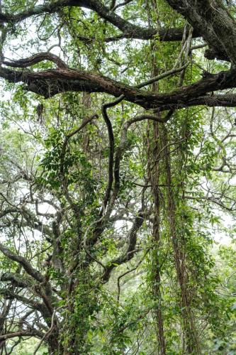 Lebombo Wattle Cottage - Forest 1