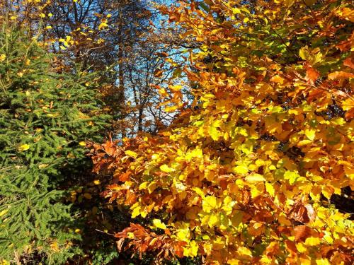 Ferienwohnungen Herbst in Obing, Deutschland