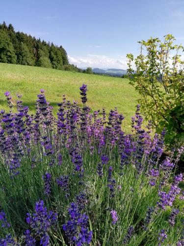 Dārzs, Ferienwohnung Bergblick in Gestratz