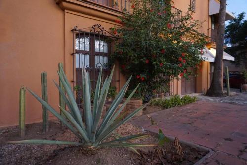Apartamento Jalatlaco