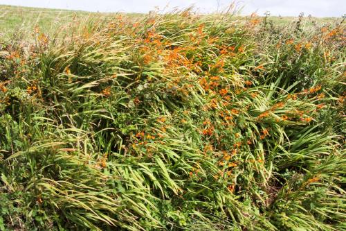 สวน, Hilltop B & B in คิลกี