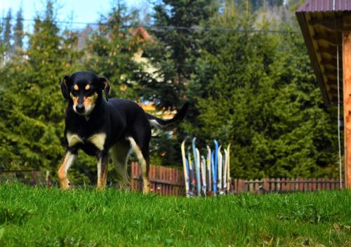 Chowańcówka Chowańcówka