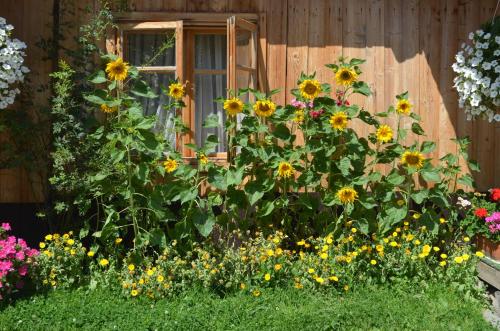 Chowańcówka Chowańcówka