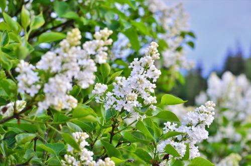 Chowańcówka Chowańcówka