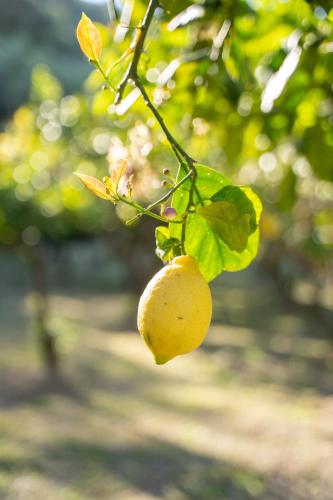 布兰科农庄酒店 布兰科农庄酒店