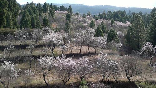 Apartamento El Almendro