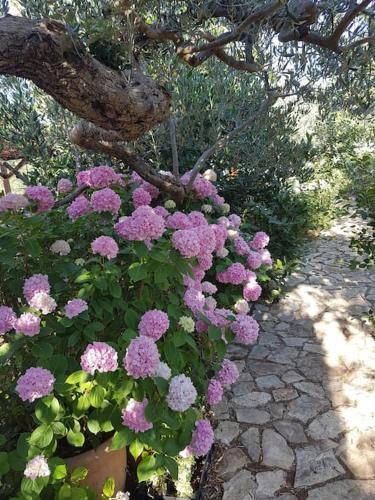 Stone Villa Olea - Holiday house in olive grove