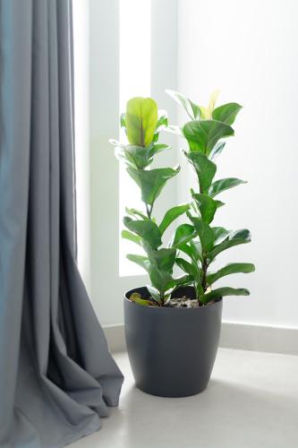 Dimi Luxurious Suites - image 7