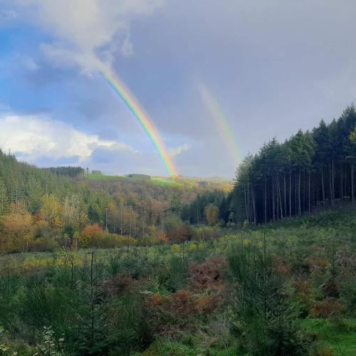 Golden Lion - image 5