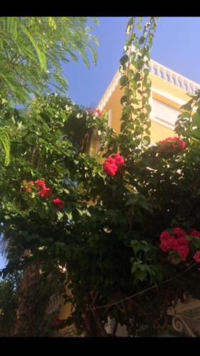 Fredov – Benalmadena, SC