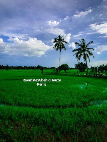 a grassy field with palm trees and palm trees, ROOMSTAY SHAHID HOUZE in Kampung Keriang Dan