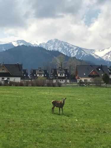 A1Willa skoczek Apartament południowy 2 pokojowy z plus Aneks kuchenny Promocja pobyt na termach dla 2 osób gratis, Zakopane (fotografie 7)